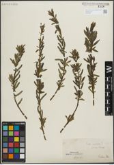 Foto von Salix purpurea L.